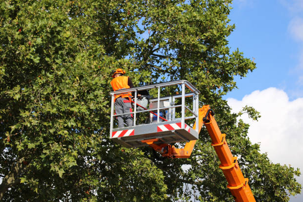 Best Root Management and Removal  in Manchester, GA